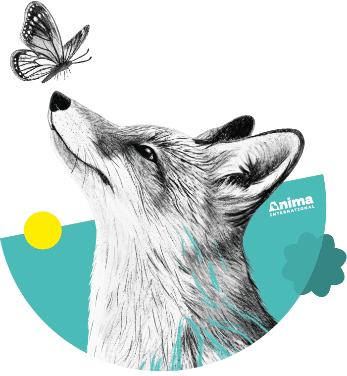 Cute fox with Anima International logo